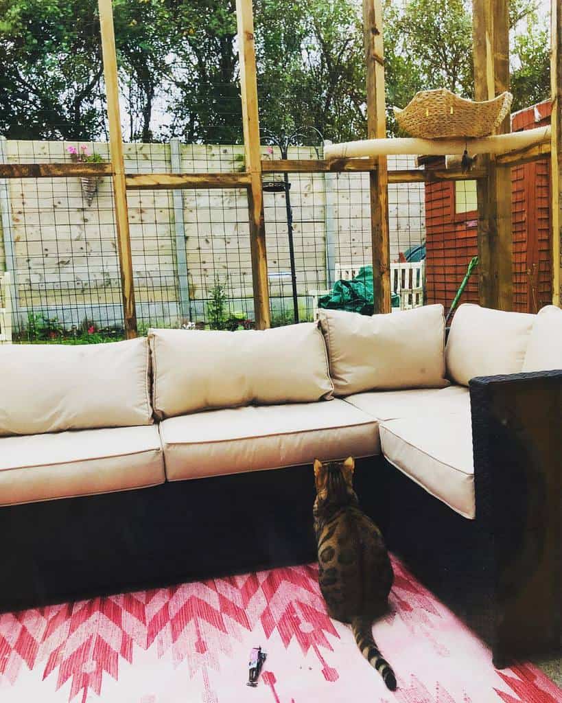 Cat sitting on a pink rug, looking at an outdoor patio with a beige couch and a basket on a shelf