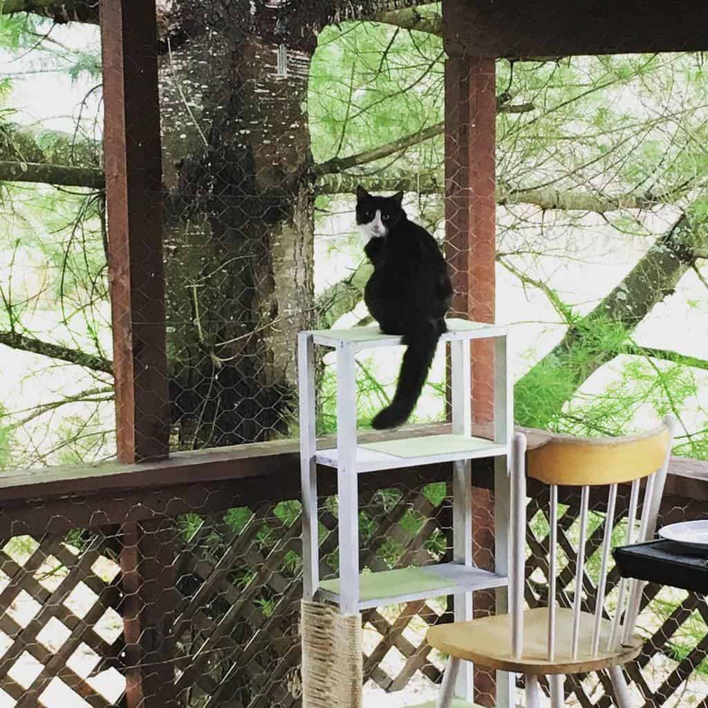 Black and white cat sitting on a tall white shelf on a porch, with trees visible in the background