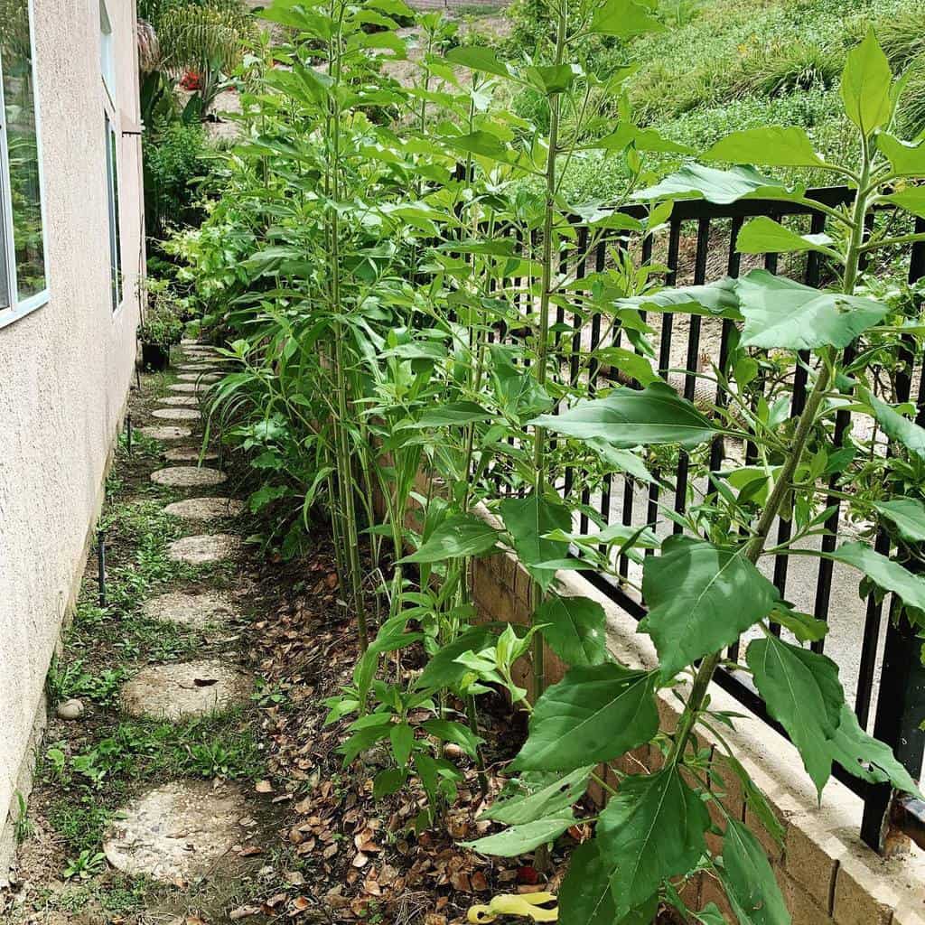 Narrow side yard with a stepping stone path, tall sunflower plants, lush greenery, and a black metal fence alongside a stucco house