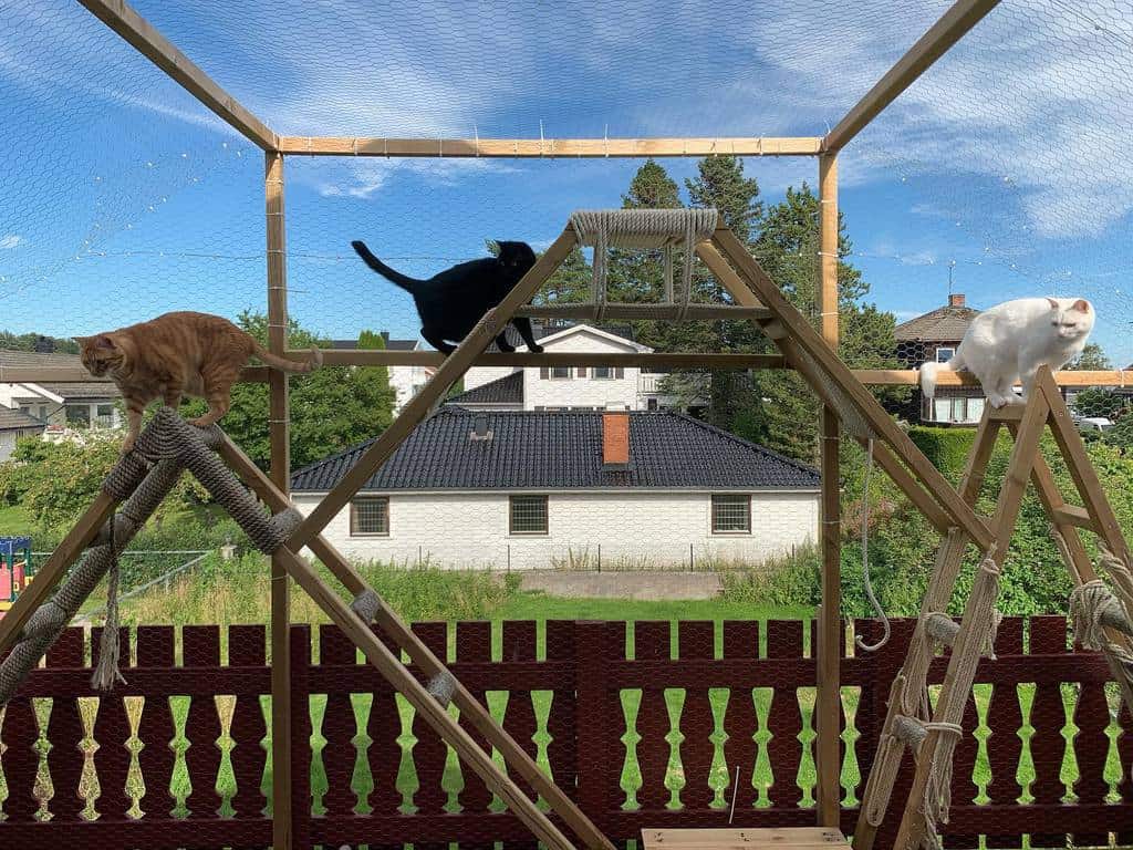 Three cats explore a wooden climbing structure in an outdoor enclosure, with houses and trees in the background