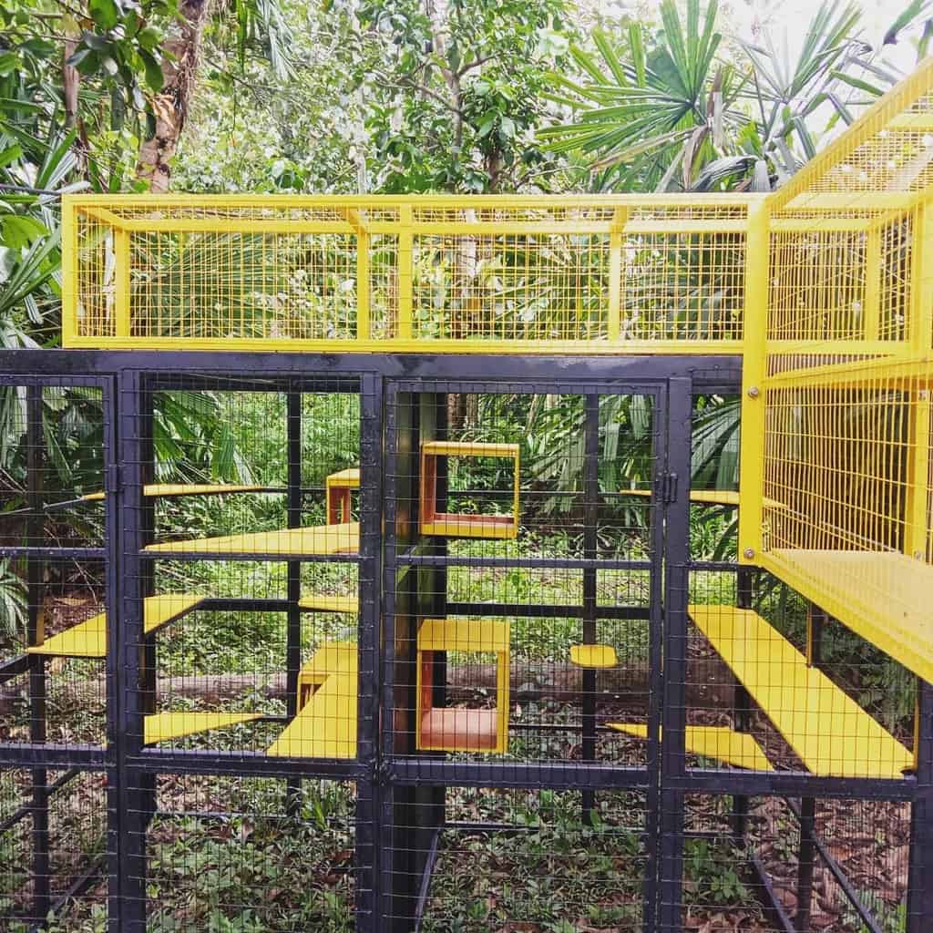 Bright yellow and black outdoor cat playground with multiple levels and platforms, surrounded by lush greenery