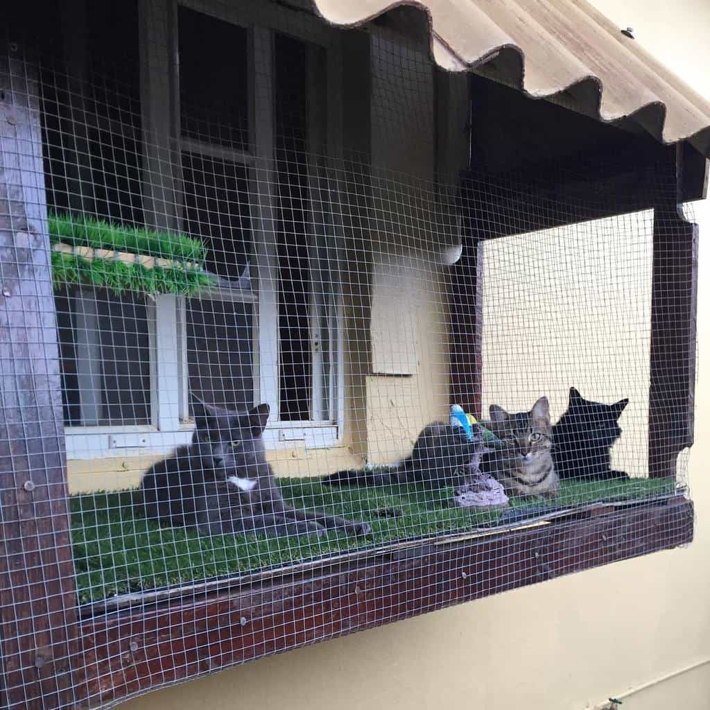 Four cats relax inside a catio with wire mesh, attached to a building under a shaded awning