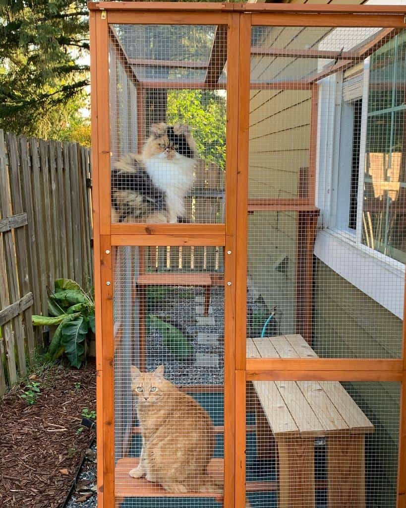 Wooden window catio with mesh walls, multiple levels, and two cats lounging, offering a secure outdoor space connected to the house