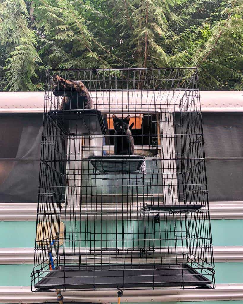 Two black cats in a multi-level outdoor cage attached to a bus window, surrounded by trees