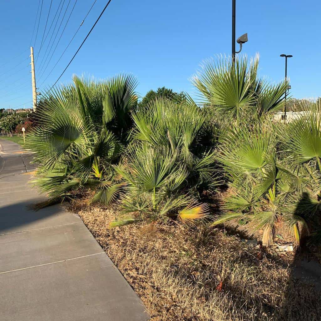 Sidewalk lined with drought-tolerant palm trees and dry grasses in a desert xeriscape