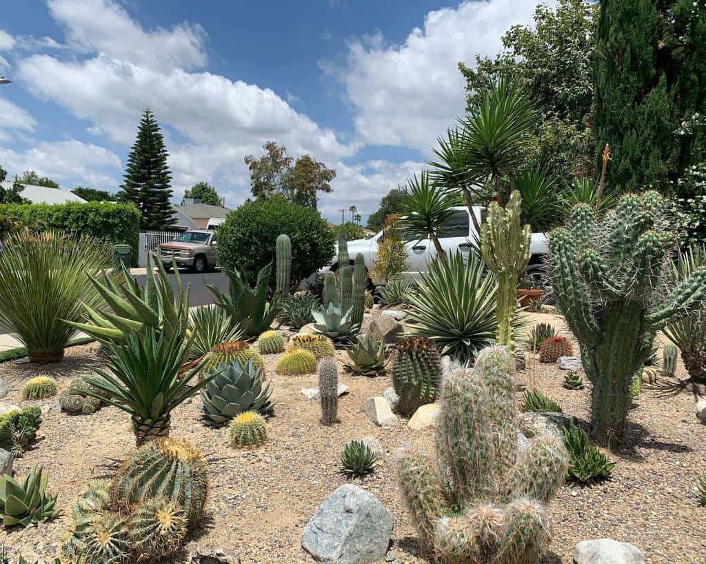 Front yard xeriscape with various cacti, succulents, and desert plants in a gravel landscape under a bright blue sky