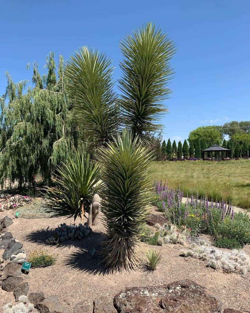 Desert xeriscape garden with tall yucca plants, drought-tolerant flowers, rocks, and a gazebo in the background under a clear sky