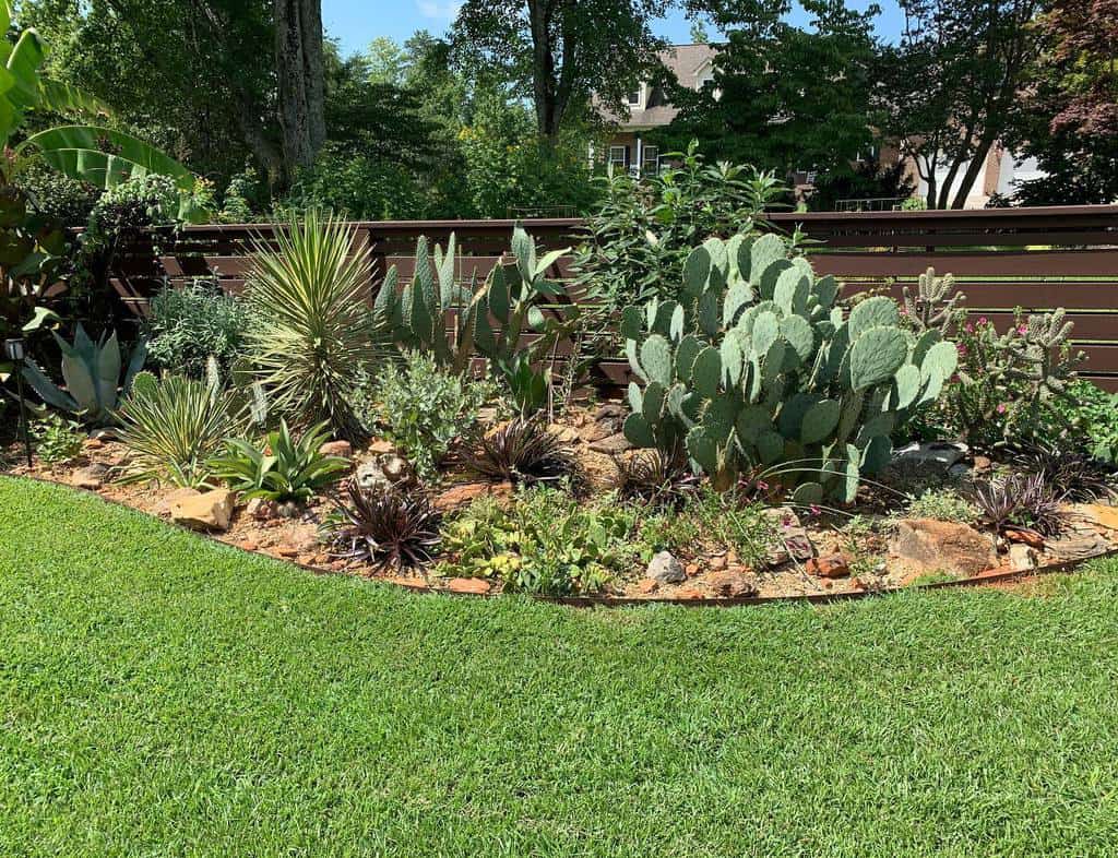 Backyard xeriscape with a mix of cacti, succulents, and drought-tolerant plants along a wooden fence, bordered by lush green grass