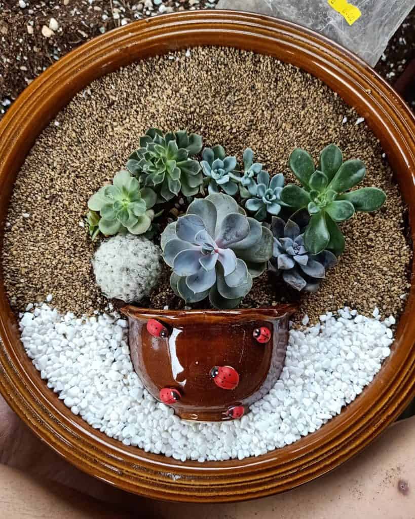 11 Succulent Garden Ideas