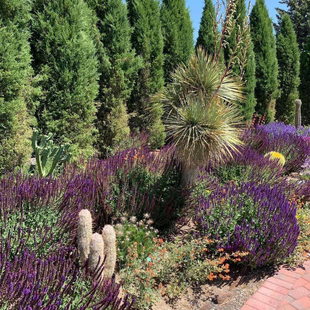 Vibrant xeriscape garden with drought-tolerant purple flowers, cacti, yucca trees, and tall evergreen shrubs along a brick pathway