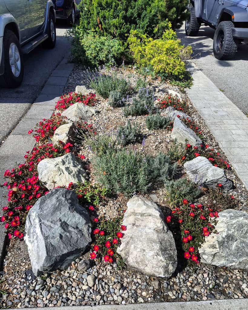 Street-side xeriscape with large decorative rocks, red flowering plants, drought-tolerant greenery, and gravel mulch along a paved sidewalk