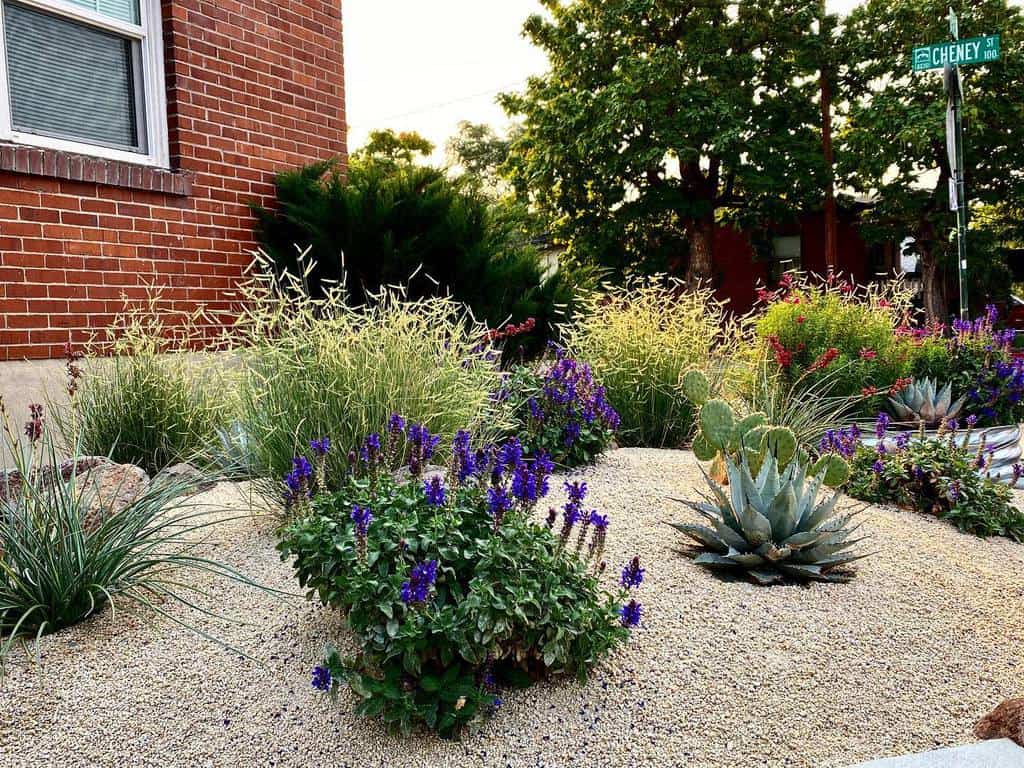 Front yard xeriscape with drought-tolerant plants, purple and red flowers, cacti, ornamental grasses, and gravel mulch beside a brick home