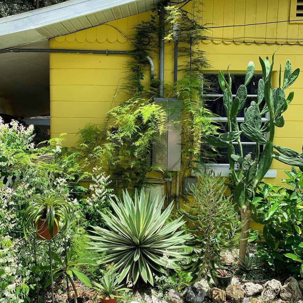 Vibrant front yard xeriscape with cacti, succulents, and climbing vines against a bright yellow house with a lush tropical feel