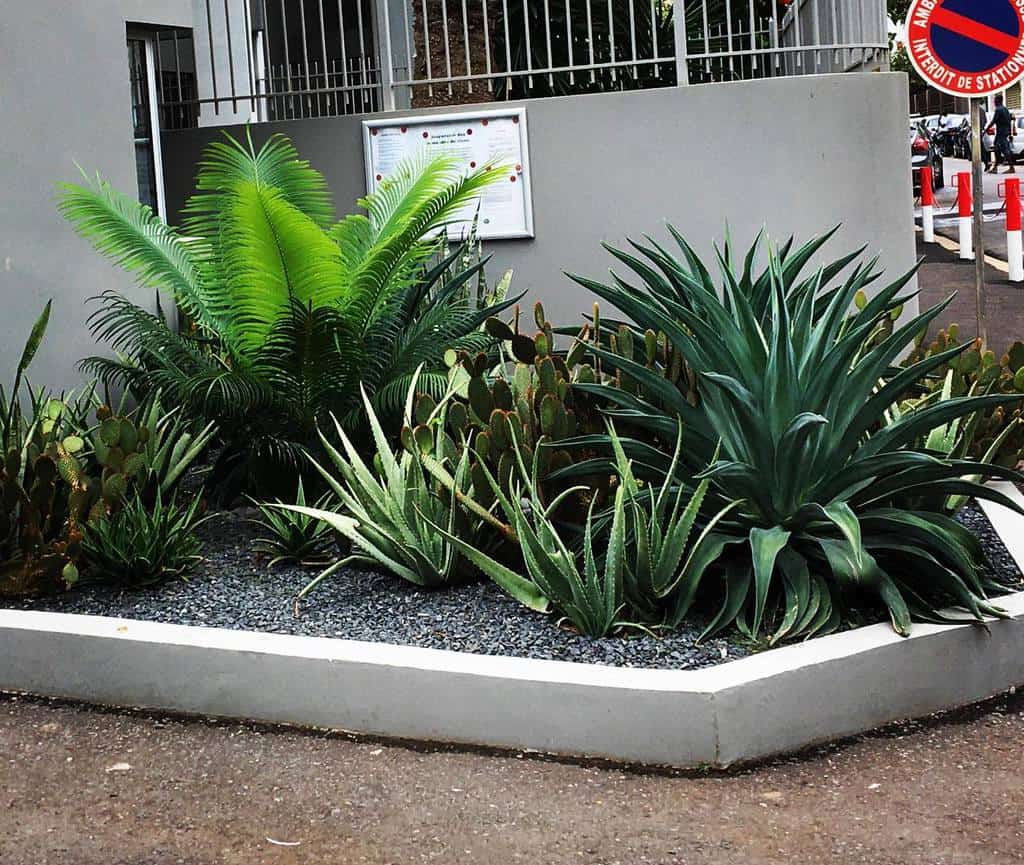 Drought-tolerant garden featuring agave, cacti, and ferns in a raised, white-bordered xeriscape design