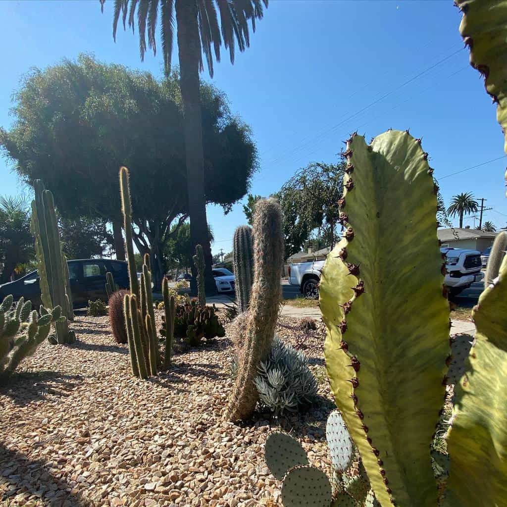 Diverse xeriscape garden with various cacti, succulents, and desert plants in a rock-covered landscape under a sunny sky