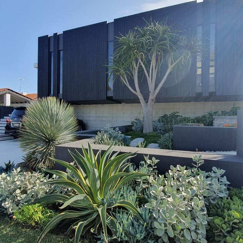 Modern xeriscape front yard with lush succulents, drought-tolerant plants, and a striking tree, complementing a sleek black house