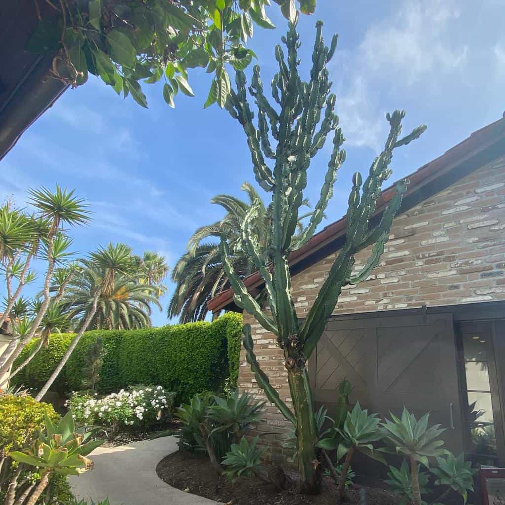 Lush xeriscape garden with a towering cactus, succulents, and tropical plants beside a rustic brick home under a bright blue sky