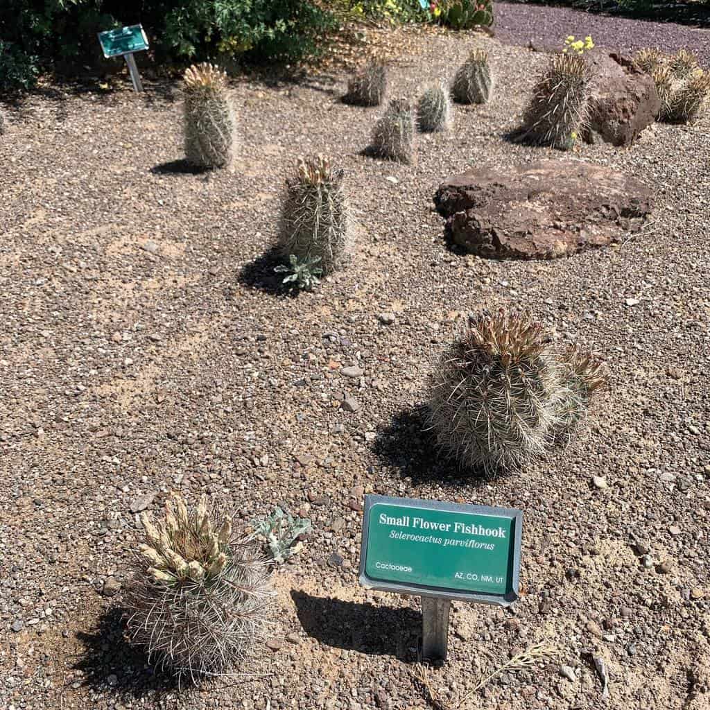 Desert xeriscape garden featuring small flower fishhook cacti, rocky soil, and informational signage under bright sunlight