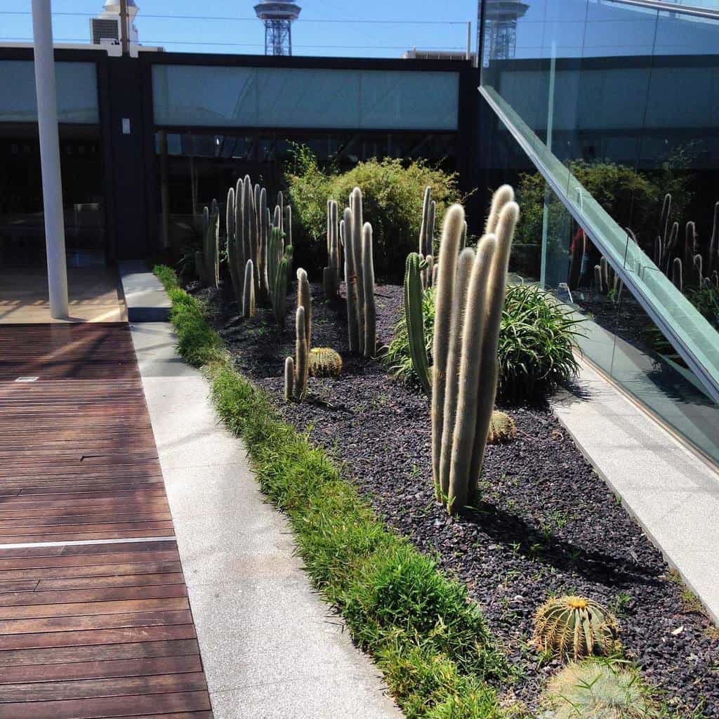 Modern xeriscape garden with tall cacti, black gravel, and greenery beside a sleek glass building and wooden deck walkway