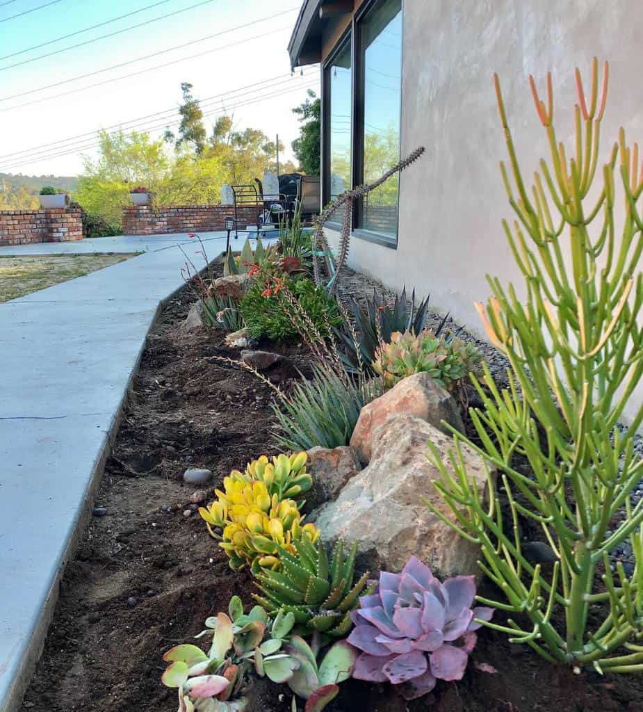 Vibrant xeriscape garden with colorful succulents, drought-tolerant plants, and natural rocks lining a modern home's walkway