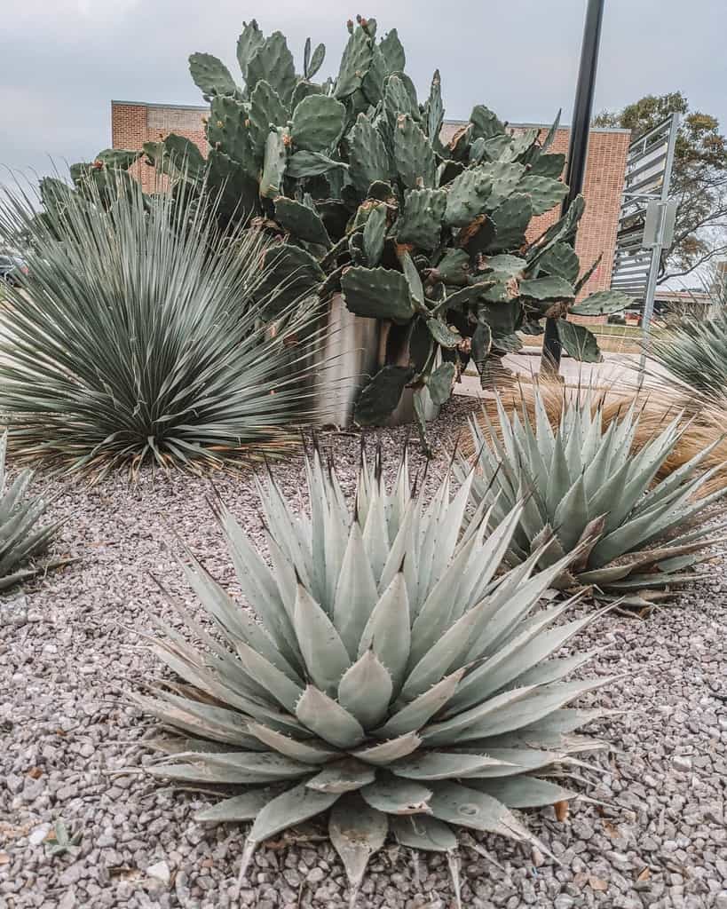 Desert xeriscape with agave, yucca, and prickly pear cacti set in a gravel bed, creating a drought-tolerant landscape