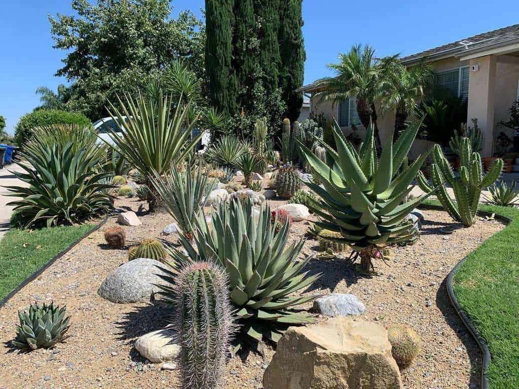 Lush desert xeriscape front yard with agave, cacti, palms, and drought-tolerant plants set in a rock and gravel landscape