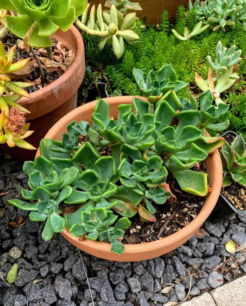 Potted Succulents Garden Ideas -succylife0518