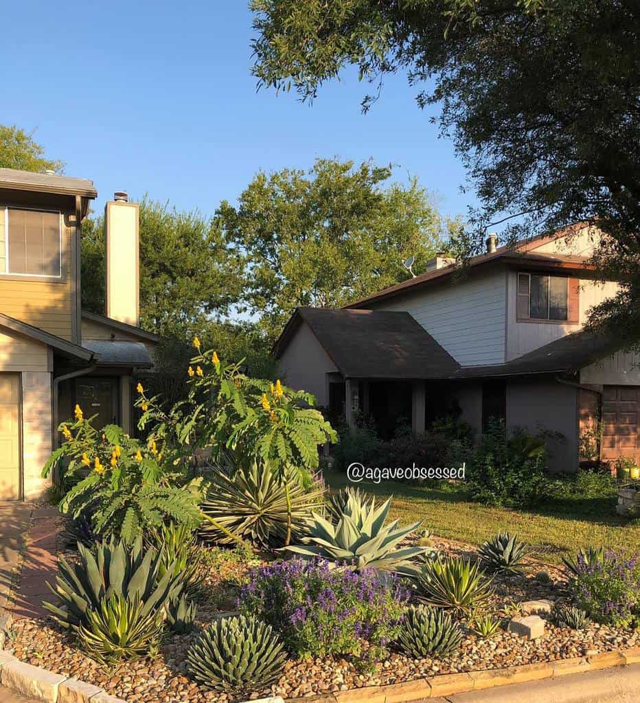 Lush xeriscape front yard with agave, flowering plants, and decorative rocks, creating a drought-tolerant landscape in a suburban setting