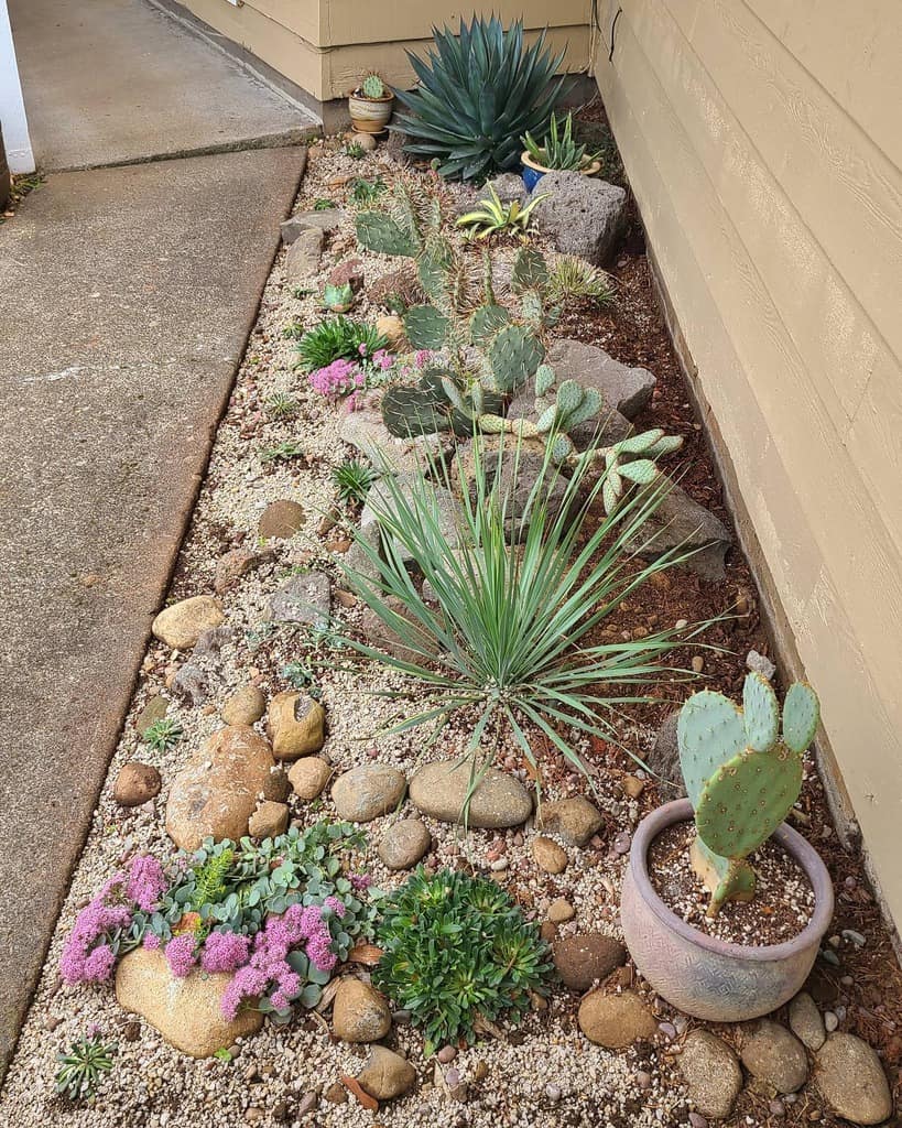 Narrow xeriscape garden with cacti, succulents, flowering ground cover, and decorative rocks along a concrete walkway