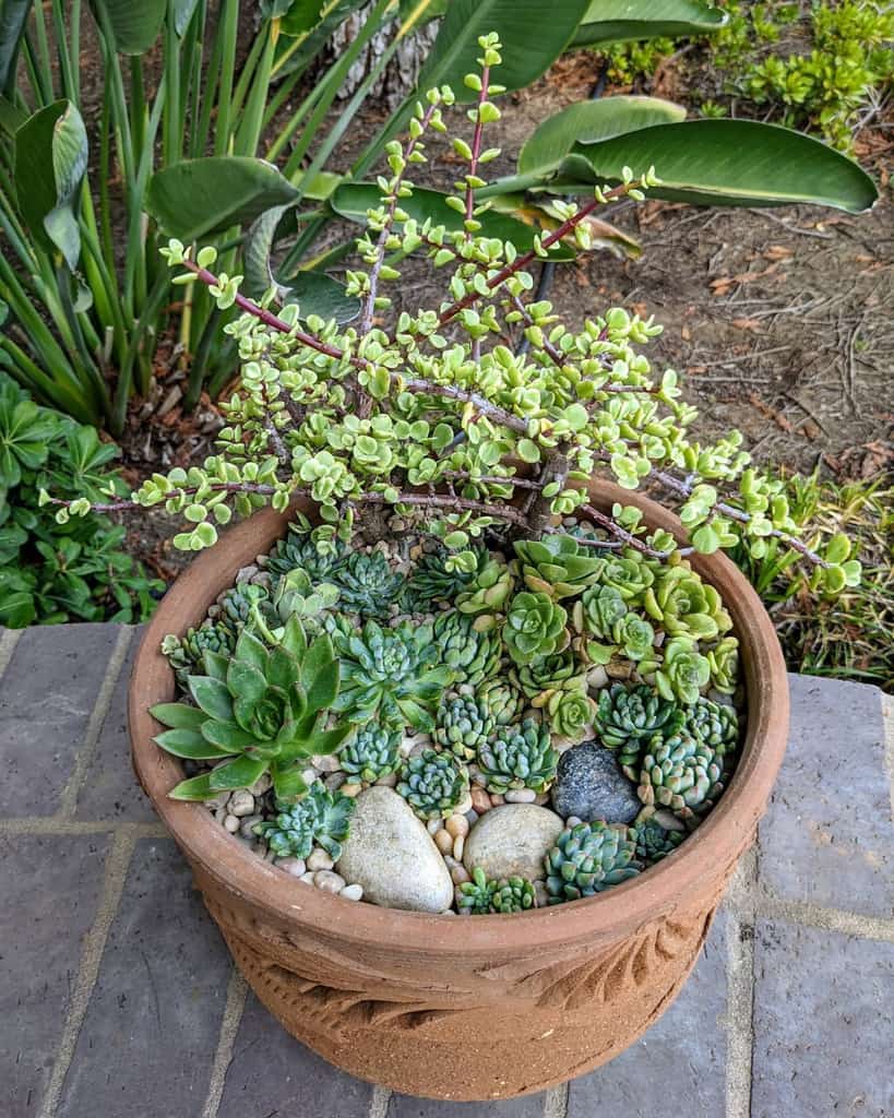 decorative succulent pots