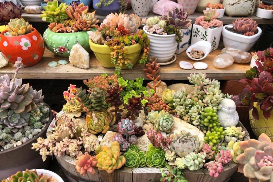 11 Succulent Garden Ideas