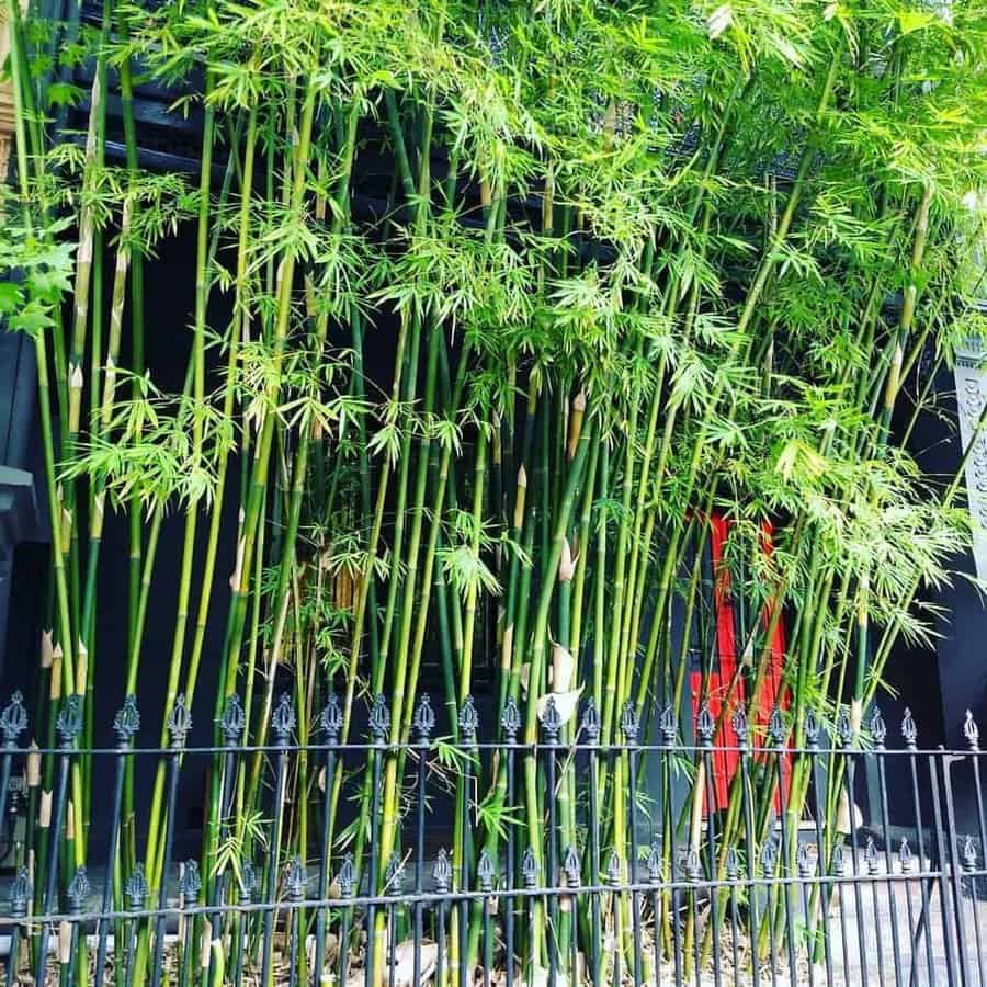 Natural bamboo privacy screen with tall, dense green stalks behind a decorative black metal fence, creating a lush and stylish outdoor barrier