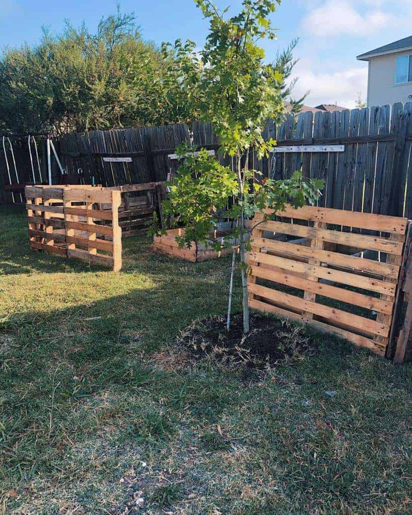 DIY pallet fencing used to protect young trees in a backyard, with a rustic wooden fence and a swing set in the background