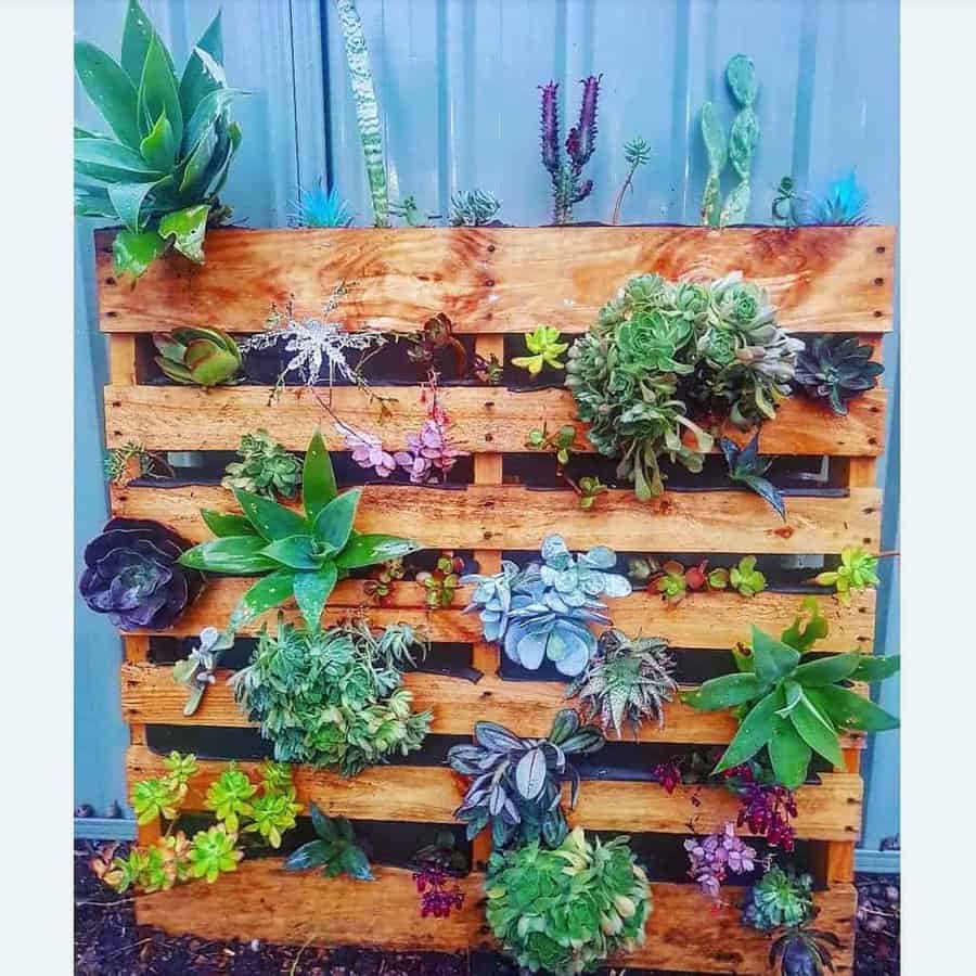 DIY vertical pallet garden filled with colorful succulents and greenery, creating a vibrant and space-saving outdoor plant display