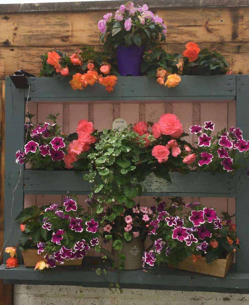 Colorful DIY pallet flower garden with vibrant pink, orange, and purple blooms cascading from a rustic, painted wooden frame