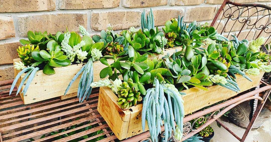 Rustic pallet wood planters filled with lush green succulents and trailing blue plants, placed on a vintage metal bench against a brick wall