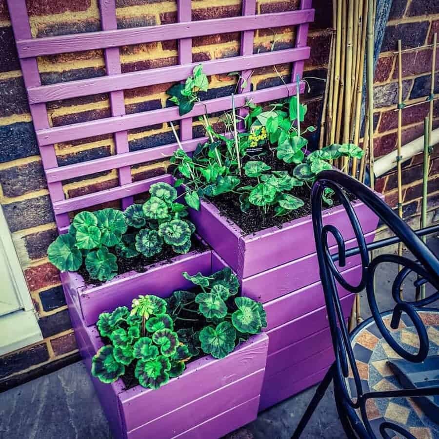 Vibrant purple pallet planter with lush green foliage, featuring a trellis for climbing plants, set against a brick wall in a cozy patio space