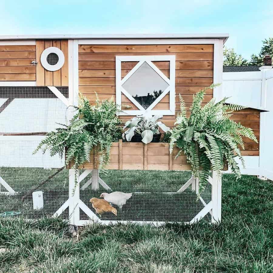 A wooden chicken coop with a triangular window, flanked by ferns, with white and brown chickens roaming in the grass below