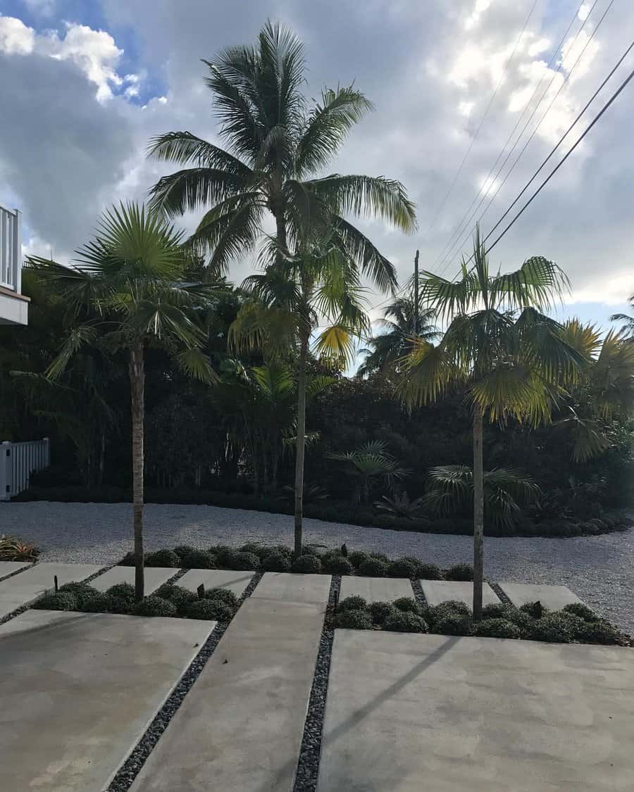 Modern Florida landscape with tall palm trees, a sleek concrete walkway, and gravel accents for a clean, tropical, and low-maintenance outdoor space