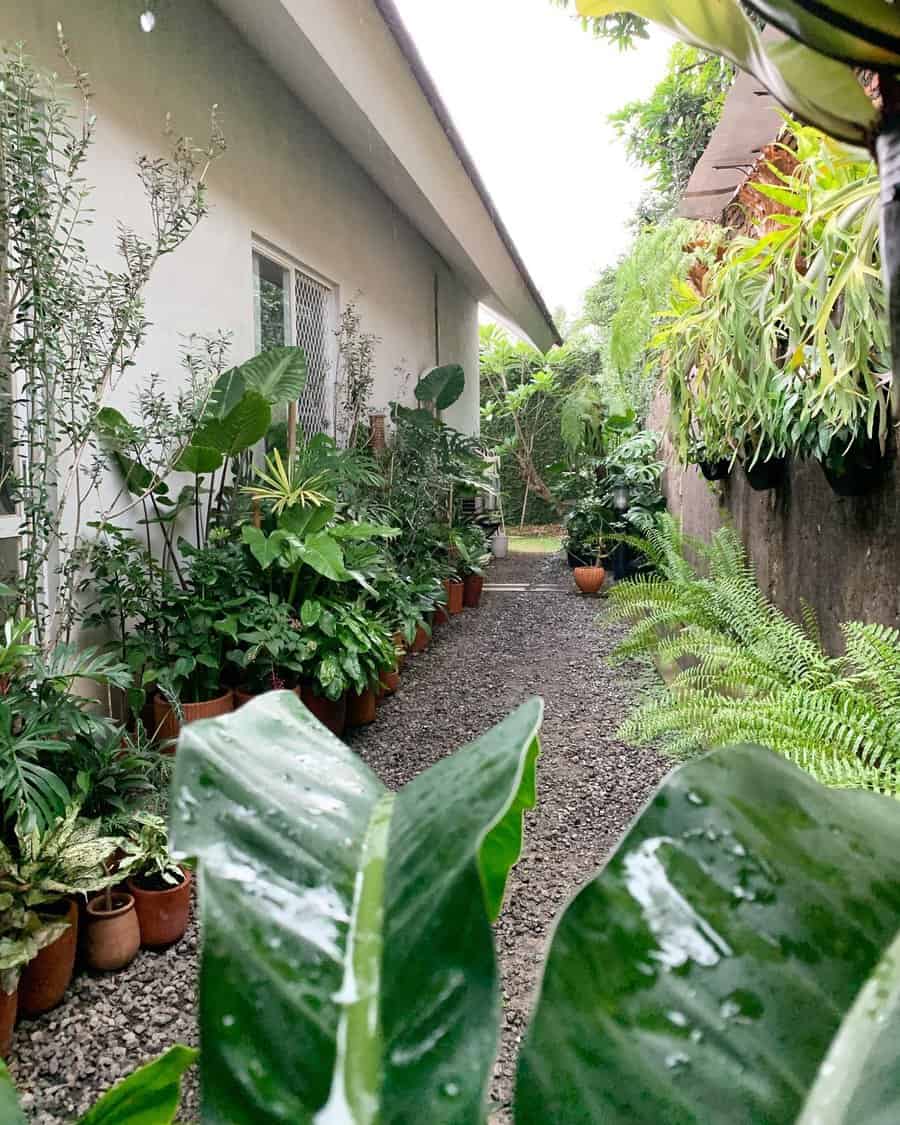 tropical garden with walkpath