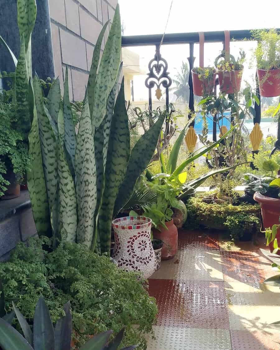 A sunlit balcony garden with various potted plants, including tall snake plants, hanging pots, and lush greenery