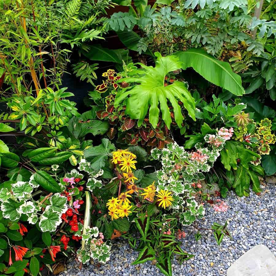 tropical garden with autumn flowering plants 