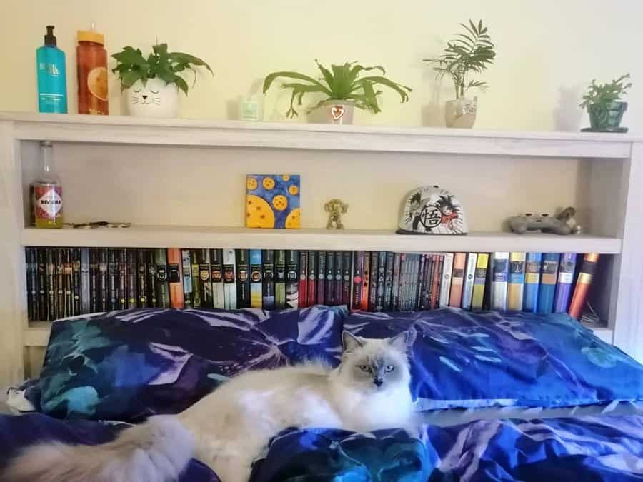 Cozy bedroom with a headboard bookshelf filled with books, plants, and decor, featuring a fluffy cat lounging on a blue bedspread.