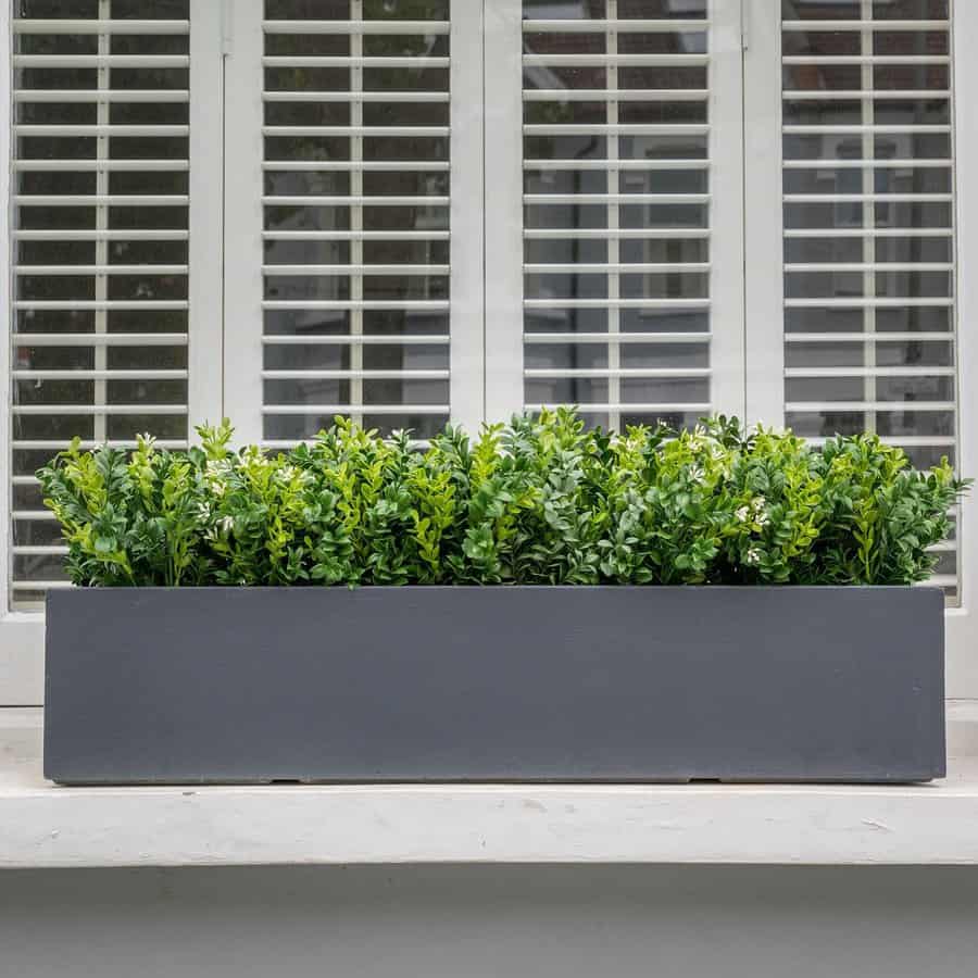 Boxwood in a window box