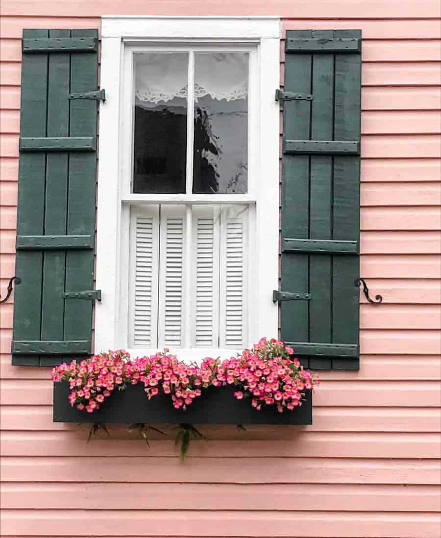 Petunias in a window box