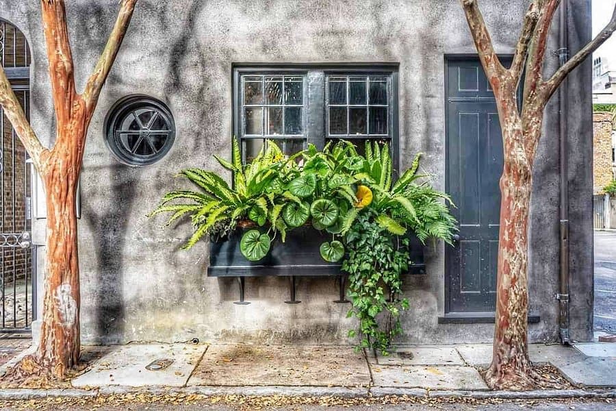 Window box arrangement with rainforest plants