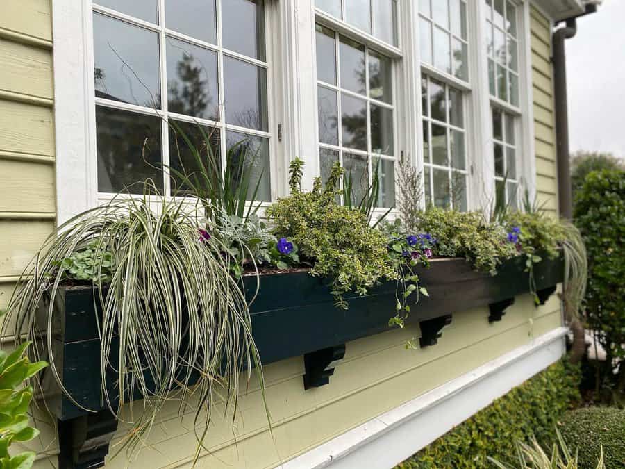 window box arrangement with bushy plants
