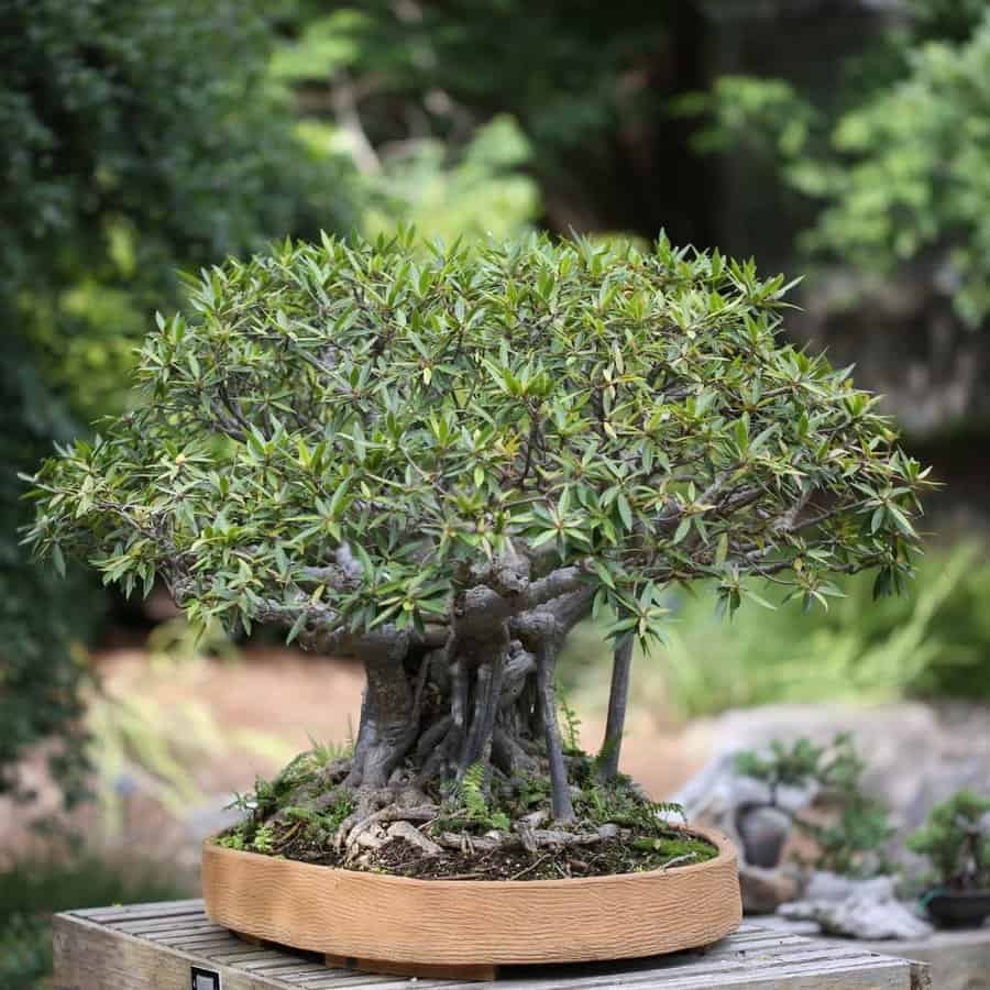 Outdoor bonsai tree