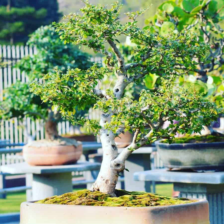 Outdoor bonsai tree