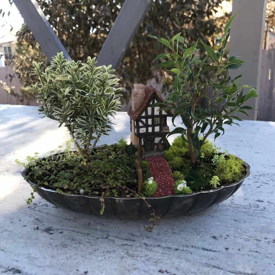 garden with bonsai tree